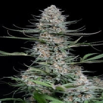 Quick Critical + (Dinafem Seeds) Cannabis Seeds