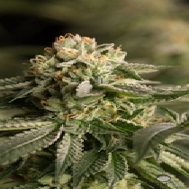 Remo Chemo (Dinafem Seeds) Cannabis Seeds