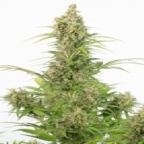 White Widow CBD Auto (Dinafem Seeds) Cannabis Seeds