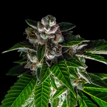 Bakers Delight (DNA Genetics Seeds) Cannabis Seeds