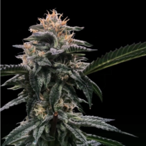 Banana Sorbet (DNA Genetics Seeds) Cannabis Seeds