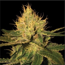 Cannalope Haze (DNA Genetics) Cannabis Seeds