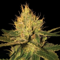 Cannalope Haze (DNA Genetics Seeds) Cannabis Seeds