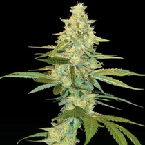Cannalope Kush (DNA Genetics Seeds) Cannabis Seeds