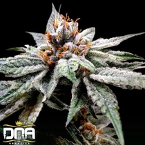 DJs Gold (DNA Genetics Seeds) Cannabis Seeds