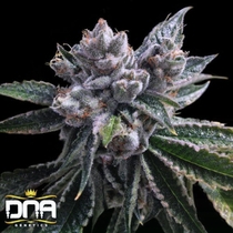 El Fuego (DNA Genetics Seeds) Cannabis Seeds