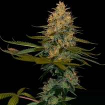 Exodus Kush (DNA Genetics Seeds) Cannabis Seeds