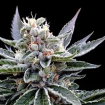 Florida Gold (DNA Genetics) Cannabis Seeds