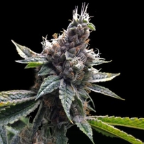 Florida OG (DNA Genetics Seeds) Cannabis Seeds