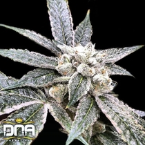 Golden Berry (DNA Genetics Seeds) Cannabis Seeds