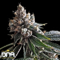 Golden Lemons (DNA Genetics Seeds) Cannabis Seeds