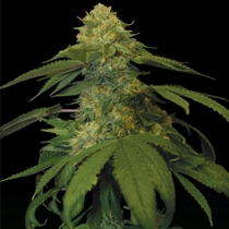 Holy Grail Kush (DNA Genetics Seeds) Cannabis Seeds
