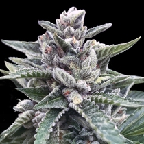 Kosher Sorbet (DNA Genetics Seeds) Cannabis Seeds