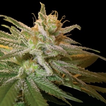 Kushberry (DNA Genetics Seeds) Cannabis Seeds