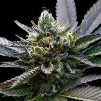 L.A. Sorbet (DNA Genetics Seeds) Cannabis Seeds