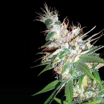 LA Woman (DNA Genetics Seeds) Cannabis Seeds