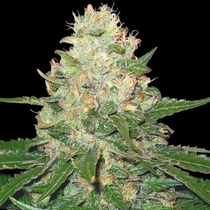 RockLock (DNA Genetics Seeds) Cannabis Seeds