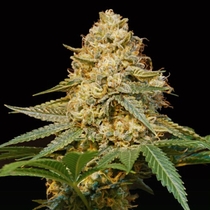 Silver LA (DNA Genetics Seeds) Cannabis Seeds