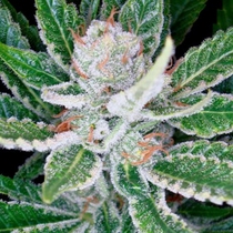 Sleestack (DNA Genetics Seeds) Cannabis Seeds