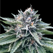 Sorbet #4 (DNA Genetics Seeds) Cannabis Seeds
