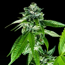 Sorbet Dreams (DNA Genetics Seeds) Cannabis Seeds