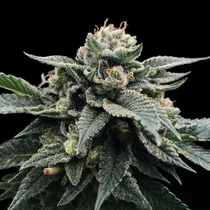 Sorbet Stash (DNA Genetics Seeds) Cannabis Seeds