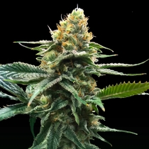 Sour Sorbet (DNA Genetics Seeds) Cannabis Seeds