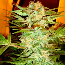 Stacked OG Kush (DNA Genetics Seeds) Cannabis Seeds