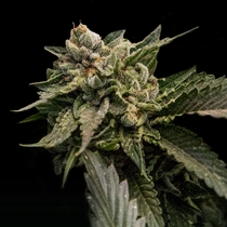 Strawberry Sorbet (DNA Genetics Seeds) Cannabis Seeds