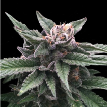 Triple Scoop (DNA Genetics Seeds) Cannabis Seeds