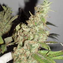 Afghan Cow (Dr Krippling Seeds) Cannabis Seeds