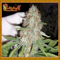 Blue Kripple (Dr Krippling Seeds) Cannabis Seeds