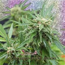 Blue Tease Auto (Dr Krippling Seeds) Cannabis Seeds