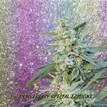 Blueberry Pot Tart (Dr Krippling Seeds) Cannabis Seeds