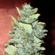 Bubba Gum (Dr Krippling Seeds) Cannabis Seeds