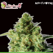 Bulk Smash Auto (Dr Krippling) Cannabis Seeds