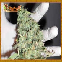 Buzz Light Gear (Dr Krippling Seeds) Cannabis Seeds