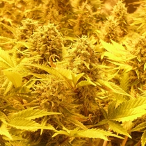 Choc Matic (Dr Krippling Seeds) Cannabis Seeds