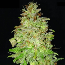Chocolate Orange Auto (Dr Krippling) Cannabis Seeds