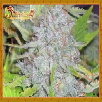 Delhi Friend (Dr Krippling Seeds) Cannabis Seeds