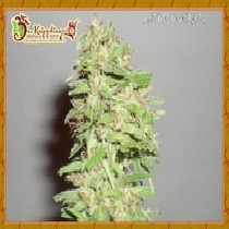 Dizzy Lights (Dr Krippling Seeds) Cannabis Seeds
