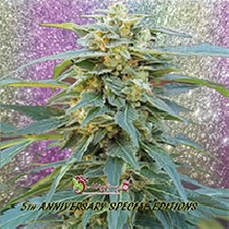 DK Won (Dr Krippling Seeds) Cannabis Seeds