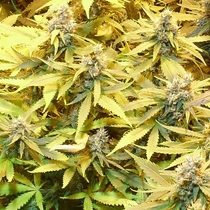 Gelato Cookie D'Oh-ope Auto aka GGG3 (Dr Krippling Seeds) Cannabis Seeds