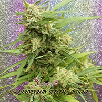 GHA Turbo Diesel Auto (Dr Krippling Seeds) Cannabis Seeds