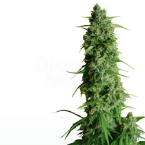 Girl Scout Cookie Glue Auto aka GGG1 (Dr Krippling Seeds) Cannabis Seeds
