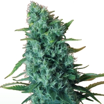 Gorilla Infested Gelato Auto aka GGG2 (Dr Krippling Seeds) Cannabis Seeds