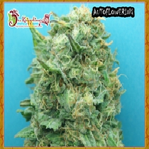 Grand Heft Auto (Dr Krippling Seeds) Cannabis Seeds