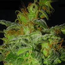Incredible Bulk Auto  (Dr Krippling) Cannabis Seeds