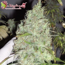 Incredible Bulk (Dr Krippling Seeds) Cannabis Seeds