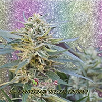 Jamnesia Haze (Dr Krippling Seeds) Cannabis Seeds